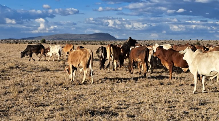 Kenya Grassland Project